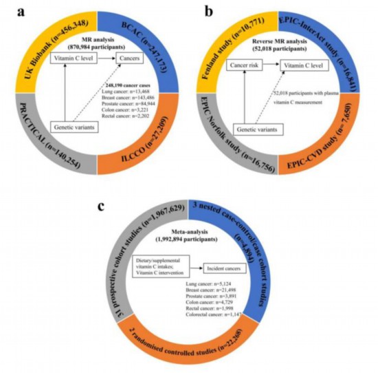 常吃維生素C能抗癌?西湖大學團隊:沒有明確因果關聯(lián)